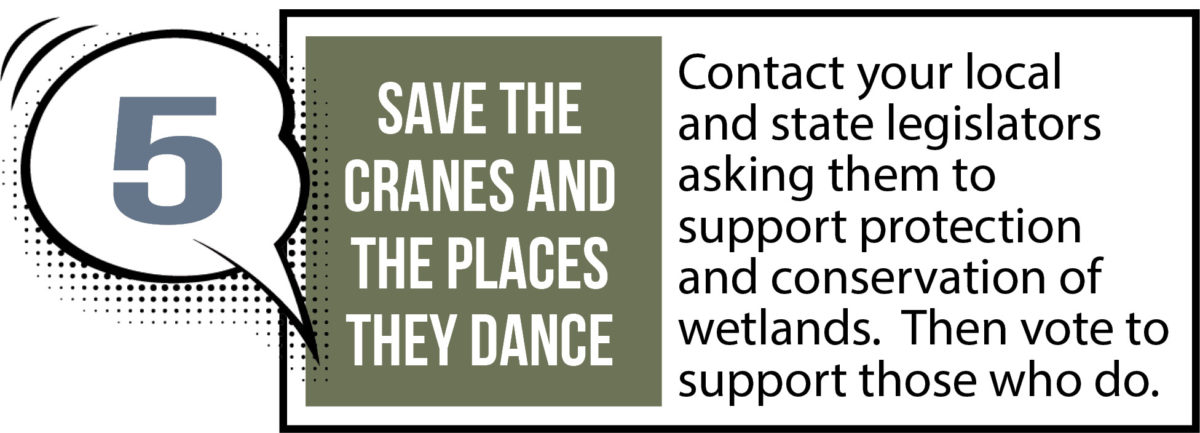 Save the cranes and the places where they dance.