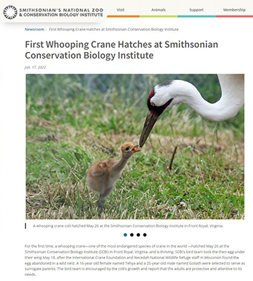 First Whooping Crane Hatches at Smithsonian Zoo