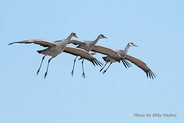 Sandhill Cranes coming in for a landing.