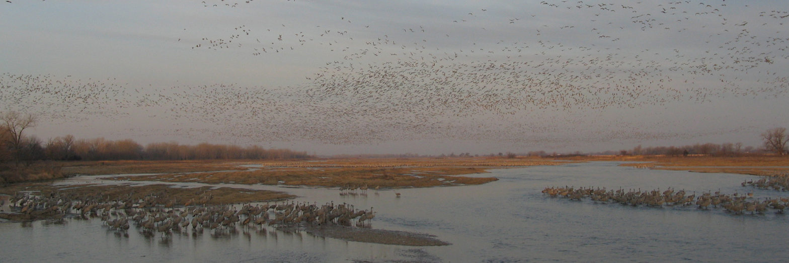 Sandhill Cranes on the Platte River, Nebraska.