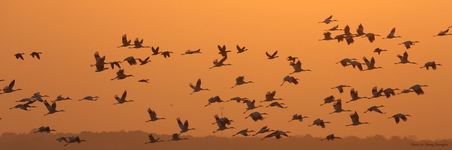 Siberian Cranes in flight at Poyang Lake, China.