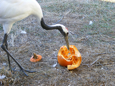 Red-crowned Crane with enrichment pumpkin.