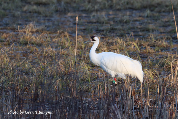 Whooping Crane in St. Croix County, Wisconsin.