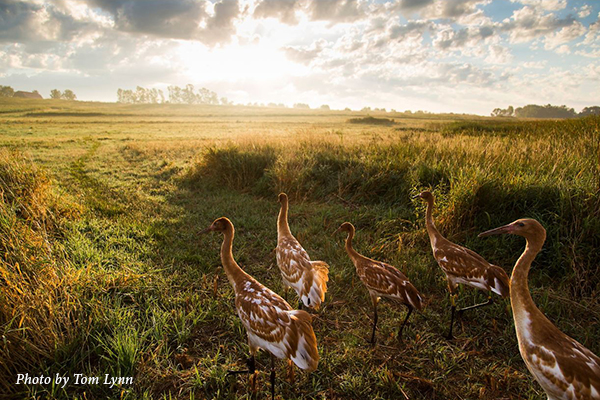 A group of Whooping Crane juveniles