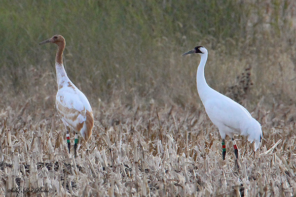 A juvenile Whooping crane with brown and white plumage stands to the left of an adult whooping crane in a harvested corn field. 