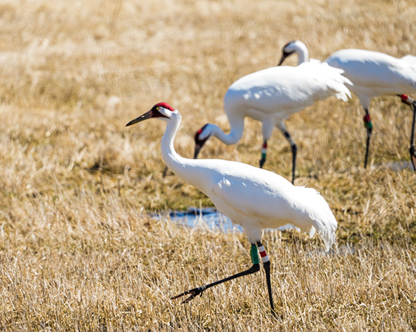 Three Whooping Cranes forage in an early spring wetland.