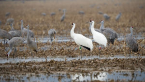 Two Whooping Cranes with Sandhill Cranes in a harvested field.