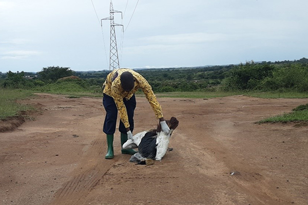 A person picks up a dead Grey Crowned Crane under a powerline.