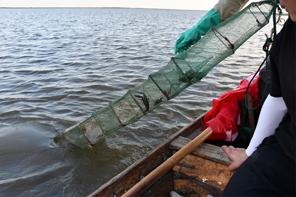 Removing crayfish traps from Poyang Lake