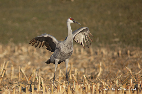 Sandhill Crane with wings outstretched standing in harvested corn field.