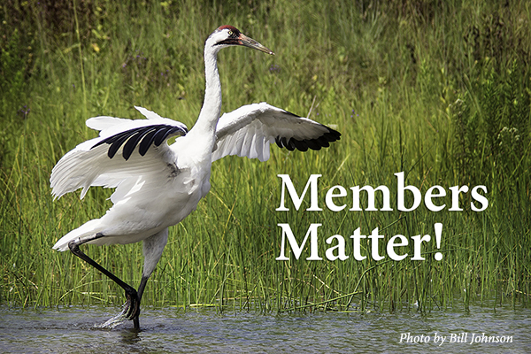 Whooping Crane with wings outstretched. Text: Members Matter!