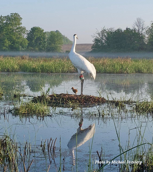 Whooping Crane with chick on nest in Wisconsin marsh