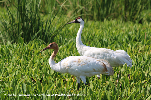 A juvenile and adult Whooping Crane