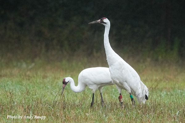 Two Whooping Cranes in Green Lake County, Wisconsin