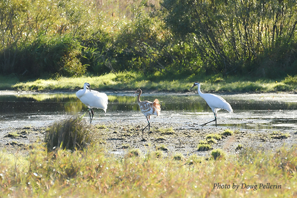 A Whooping Crane juvenile, center, and two adults forage in a wetland in eastern Wisconsin.