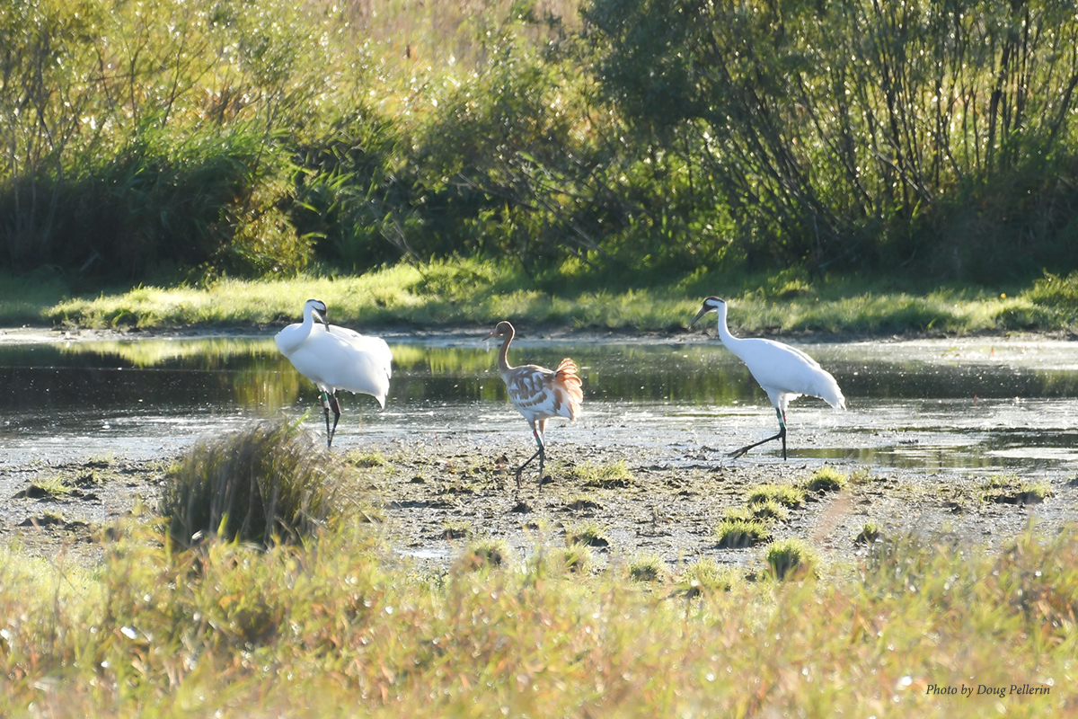 Whooping Crane Eastern Population Update October 2022   Whirligig 90 22 With 3 17 67 15 1200 