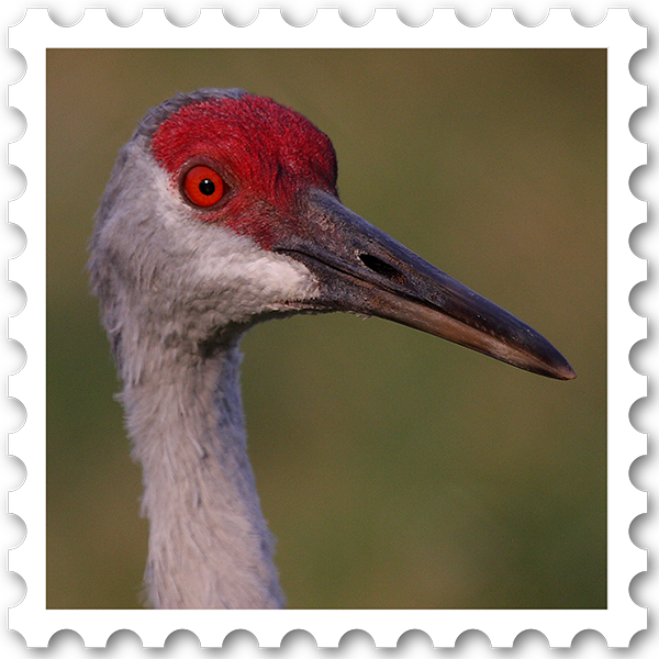 Sandhill Crane stamp