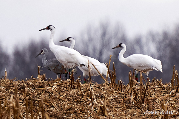Whooping Crane trio and Sandhill Crane in Dodge County, Wisconsin.