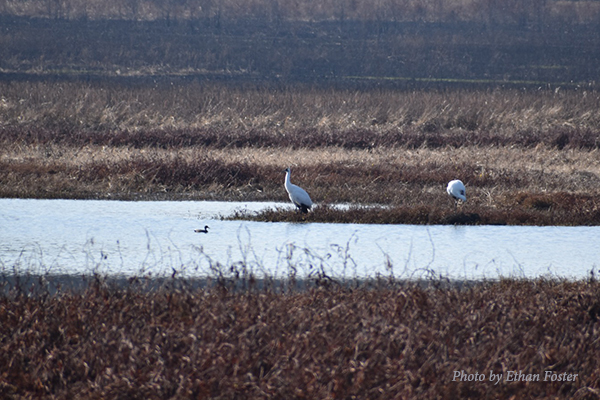 Whooping Cranes foraging at Goose Pond Fish and Wildlife Area, Indiana.