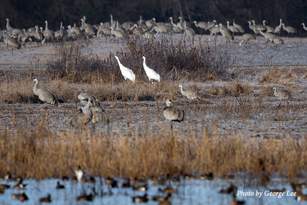 Sandhill and Whooping Cranes at the Wheeler National Wildlife Refuge, Alabama.