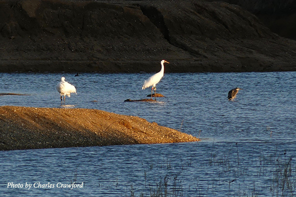 Two Whooping Cranes and a Great Blue Heron, Gibson County, Indiana
