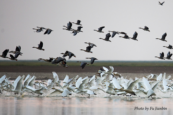 Swan Geese and Tundra Swans at Poyang Lake