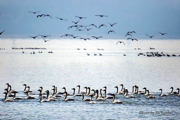 Wintering birds at Poyang Lake