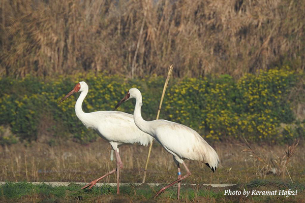 Siberian Cranes Roya and Omid on wintering grounds in Iran