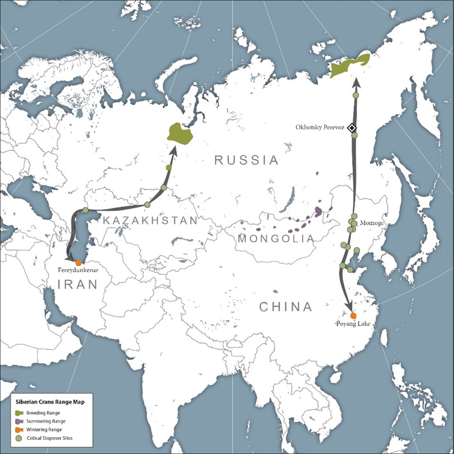 Siberian Crane range map showing central and eastern flyways