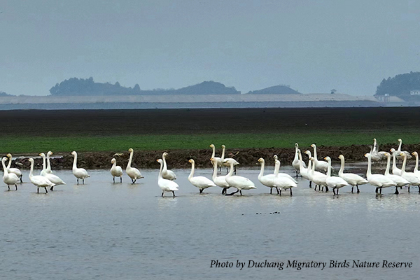 Tundra Swans at Poyang Lake