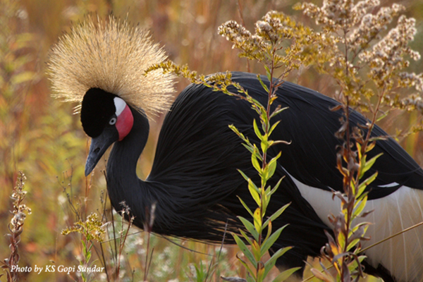 Using Community Surveys to identify threats to Black Crowned Cranes in Djoudj National Bird Park, Senegal