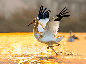 Juvenile Siberian Crane
