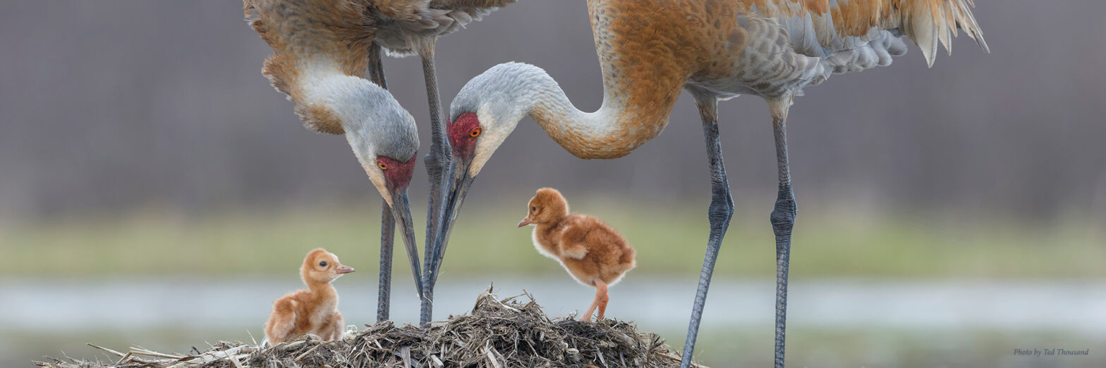 Sandhill Crane pair with two chicks on nest