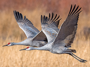 Two Sandhill Cranes in flight