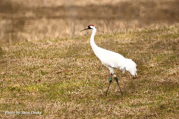 Whooping Crane 5-10 on summering grounds in Lenawee County, Texas