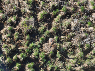 Sandhill Crane nest viewed from above during helicopter survey.