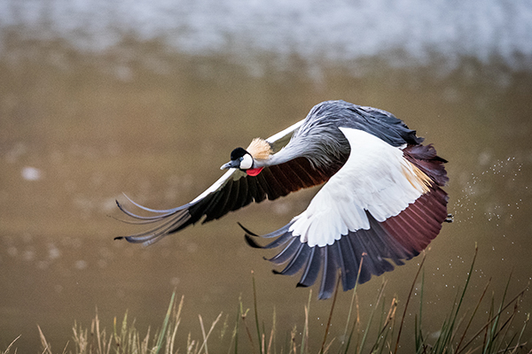 Grey Crowned Crane in flight