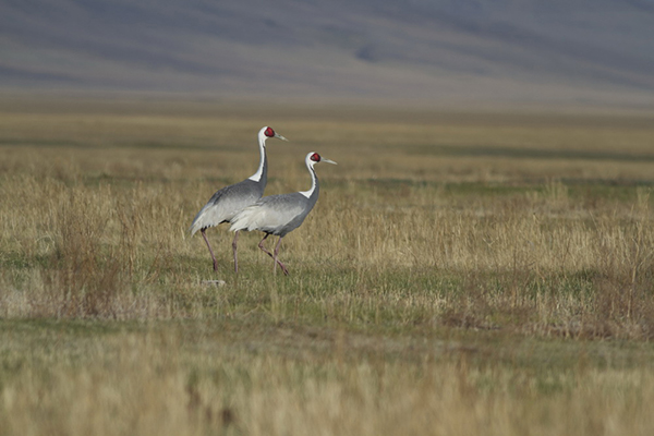 Two White-naped Cranes foraging on grasslands in Mongolia