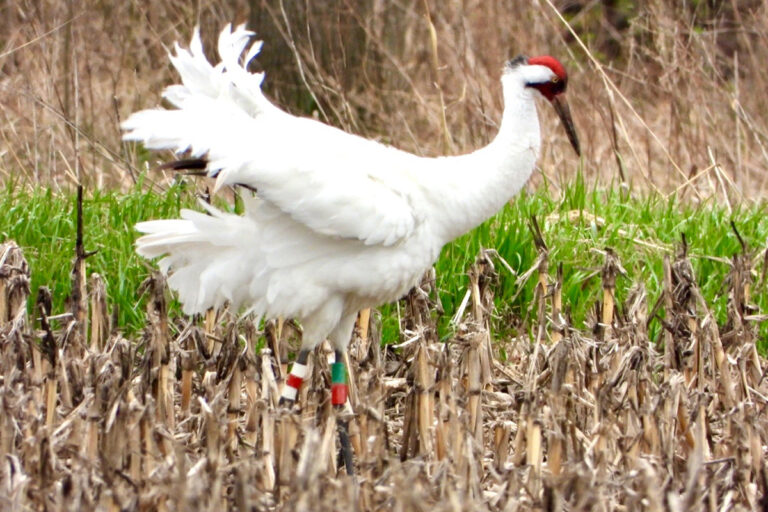 Whooping Crane Eastern Population Update May 2023