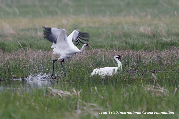Two Whooping Cranes
