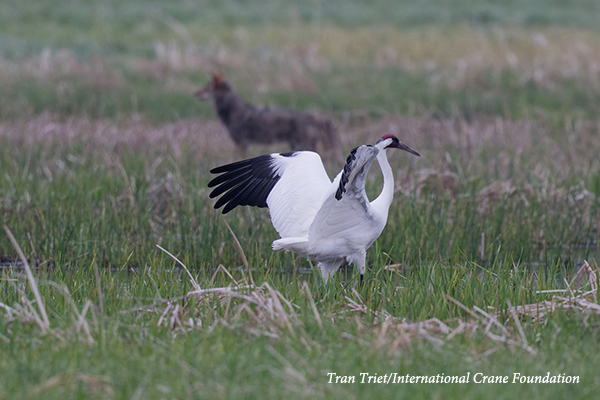 Whooping Crane and coyote