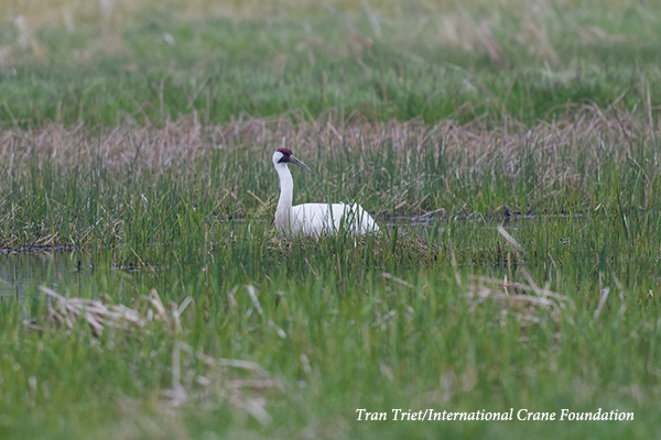 Whooping Crane on nest