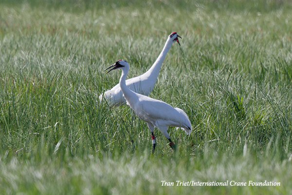Two Whooping Cranes calling