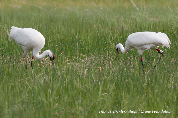Two Whooping Crane adult and chick in wetland