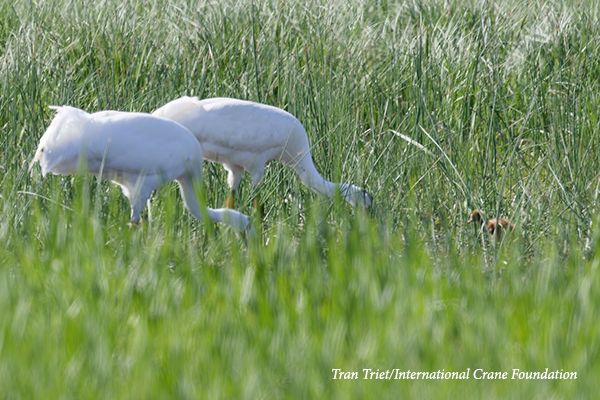 Two Whooping Cranes and chick foraging