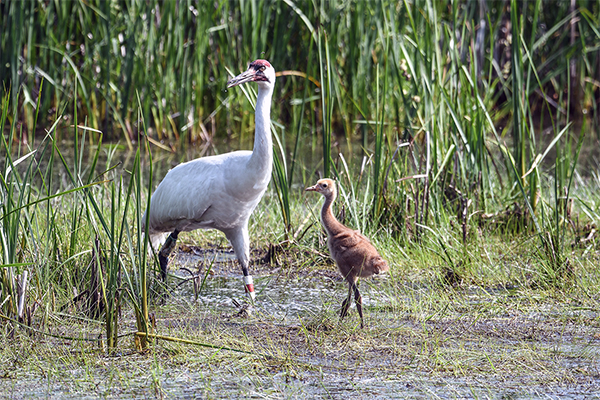 Whooping Crane adult and chick