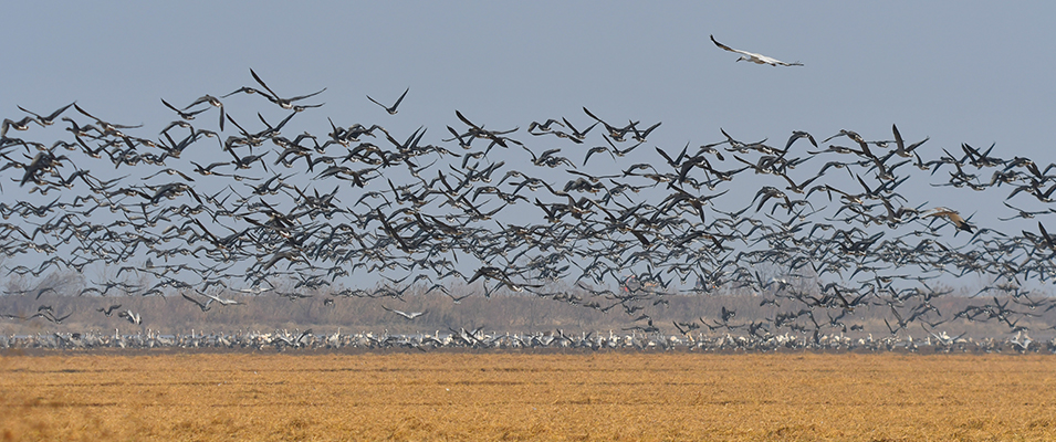 Cranes and geese feed in rice fields