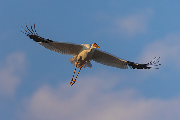 Siberian Crane in flight