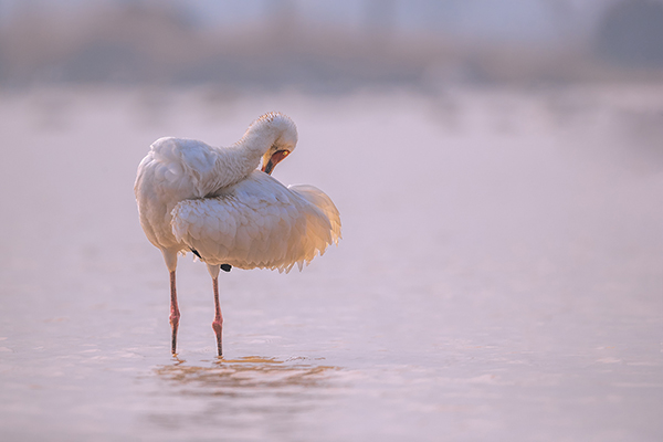 Siberian Crane preening