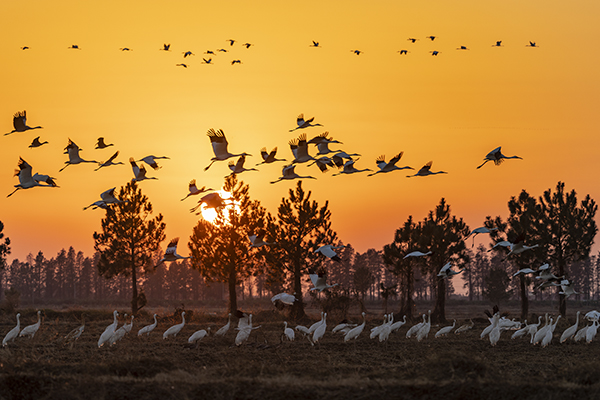 Siberian Crane sunset